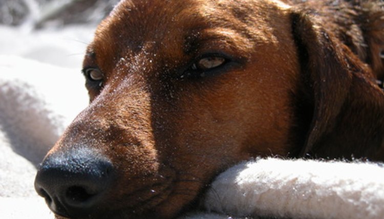 dog image by Michal Tudek from Fotolia.com