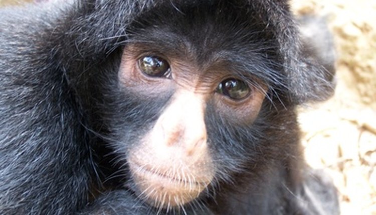 spider monkey image by Grigory Kubatyan from Fotolia.com