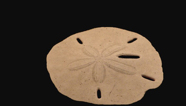 sand dollar on black image by Pix by Marti from Fotolia.com