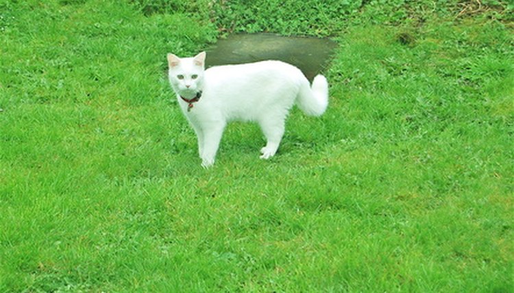cat image by JASON WINTER from Fotolia.com