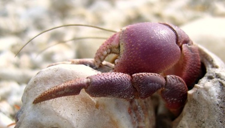attacking hermit crab image by Yali Shi from Fotolia.com