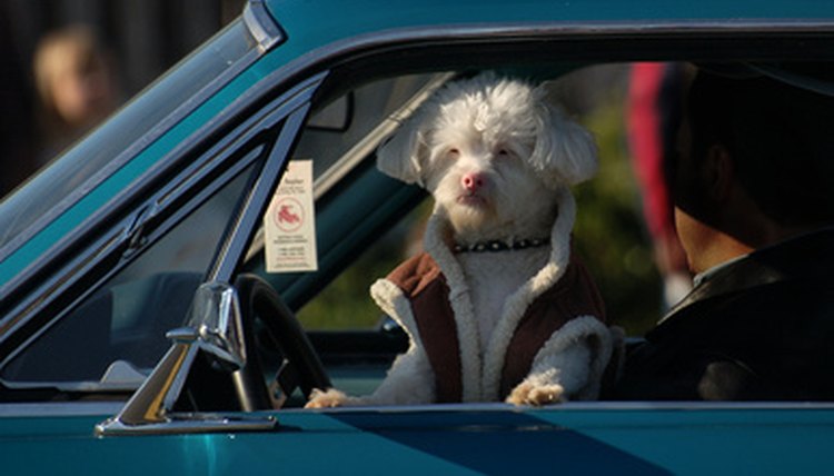 cool dude dog image by Sirena Designs from Fotolia.com