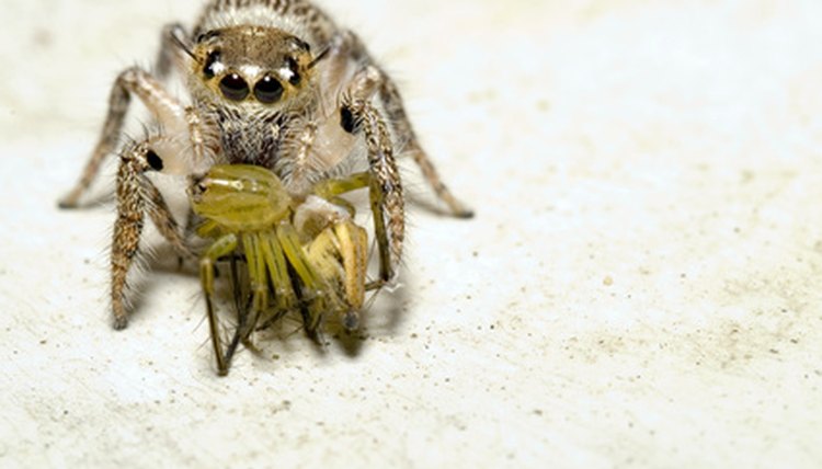 how-many-eggs-can-a-house-spider-lay-sciencing