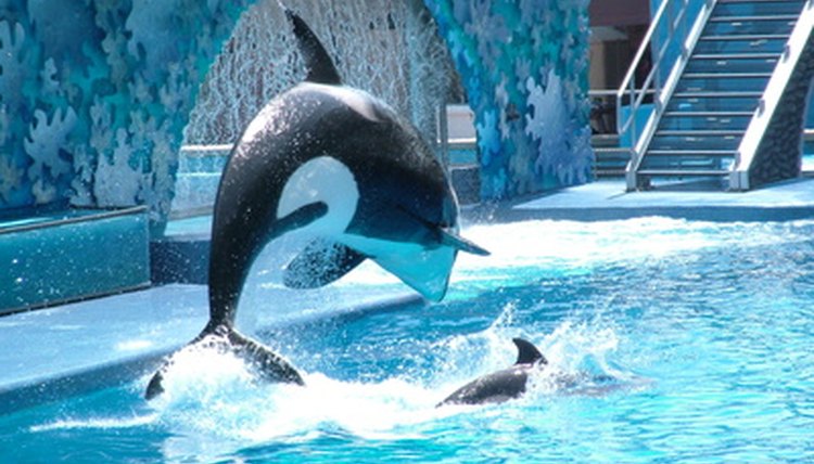 Killer Whales image by Timothy Grove from Fotolia.com