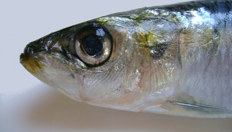 sardine image by jharela from Fotolia.com