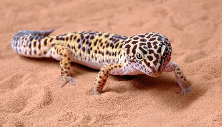 leopard gecko image by Ivan Polushkin from Fotolia.com