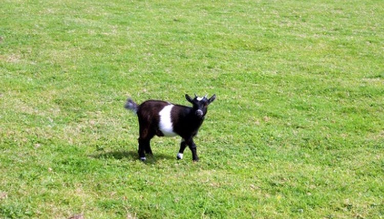 goat. pygmy goat image by L. Shat from Fotolia.com