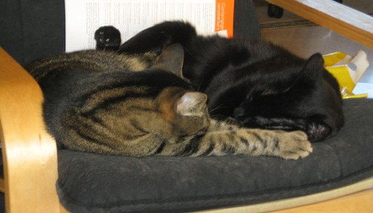two cats on chair image by MasterAdrian from Fotolia.com