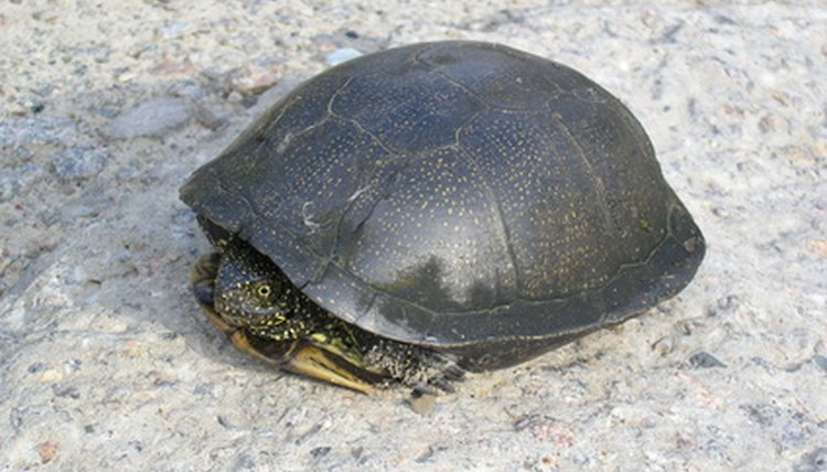Turtle image by Sidoroff from Fotolia.com