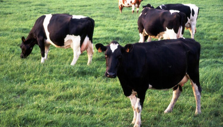 cows image by Ludovic LAN from Fotolia.com