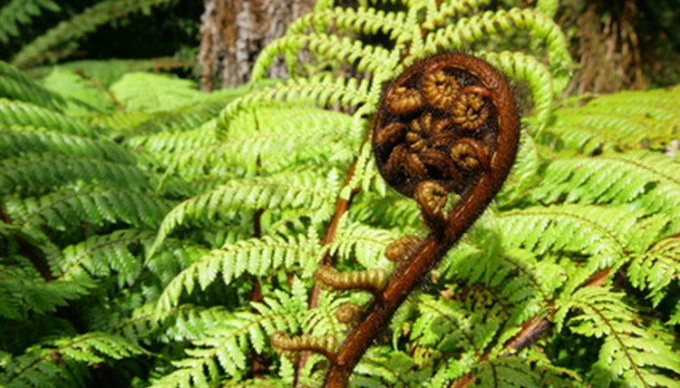 Koru resemble octopus tentacles.
