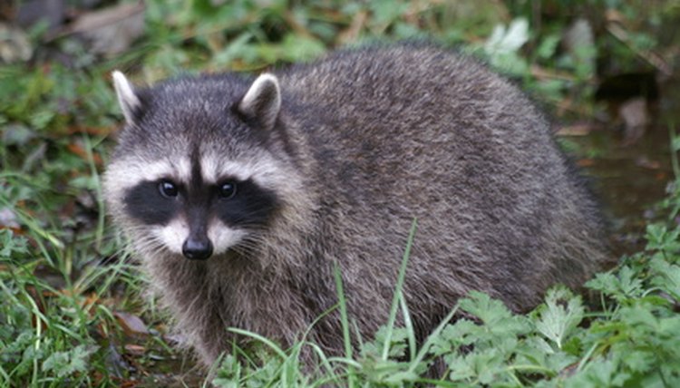 A raccoon is another animal with a masked face.