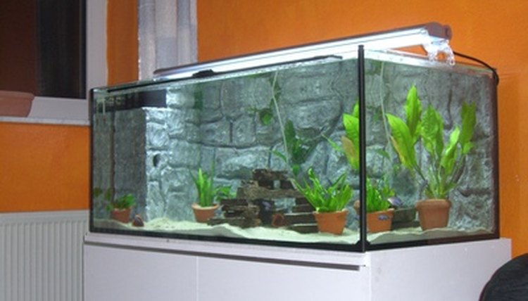Aquarium image by crossgolfing from Fotolia.com
