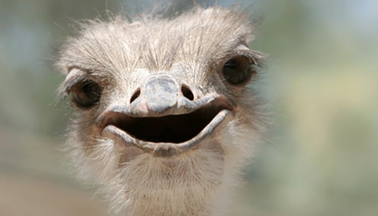 ostrich image by MAXFX from Fotolia.com