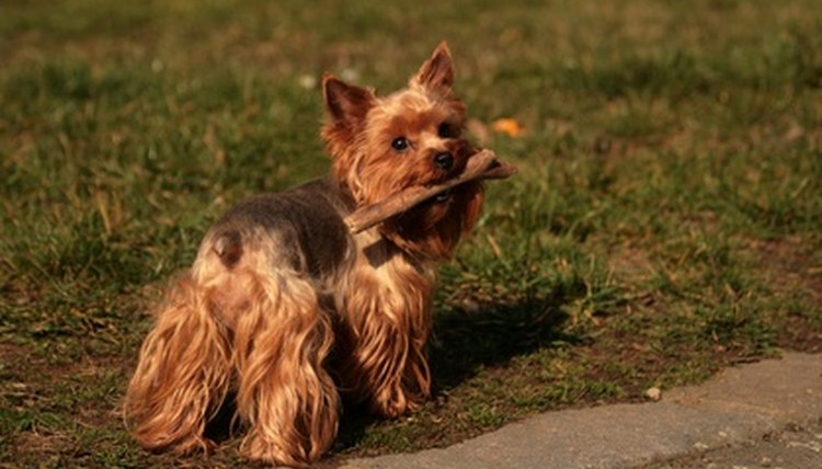 dog yorkshire terrier carrying a piece of wood image by svehlik from Fotolia.com