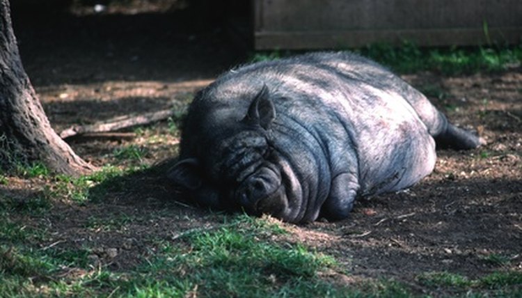 pot bellied pig image by michael luckett from Fotolia.com