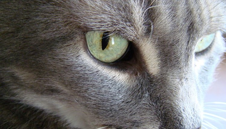 House Cat image by phizics from Fotolia.com