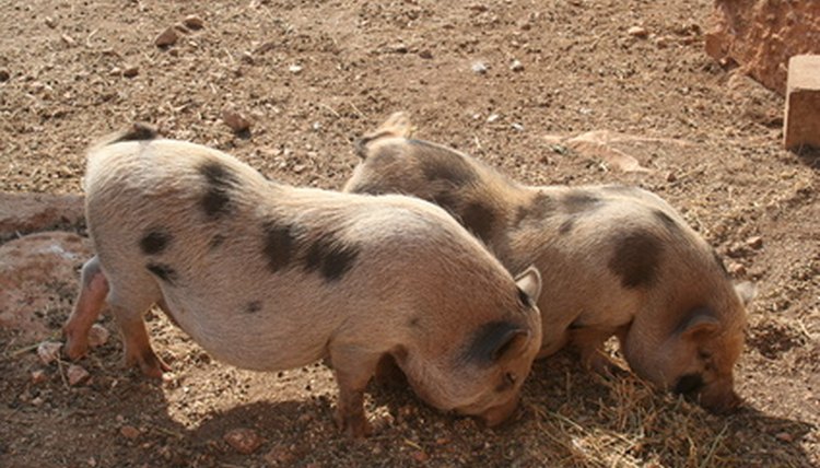pot bellied pigs image by PinkSkyPhotos from Fotolia.com