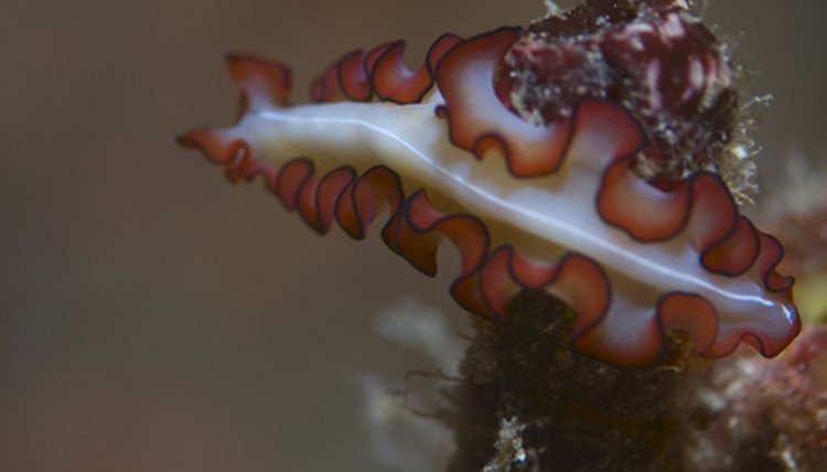 Flatworm image by Juergen Rudorf from Fotolia.com