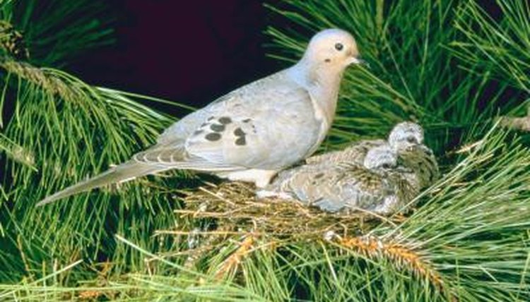 The coo of a mourning dove is long and drawn out.