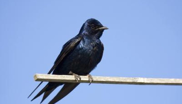 birds that eat mosquitoes sciencing birds that eat mosquitoes sciencing