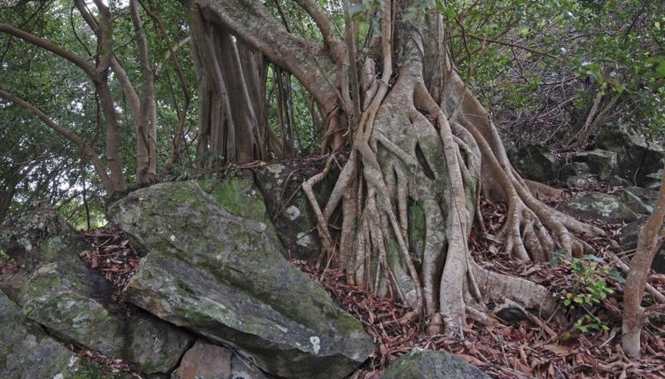What Types Of Trees Grow In The Jungle Sciencing what-types-of-trees-grow-in-the-jungle-sciencing