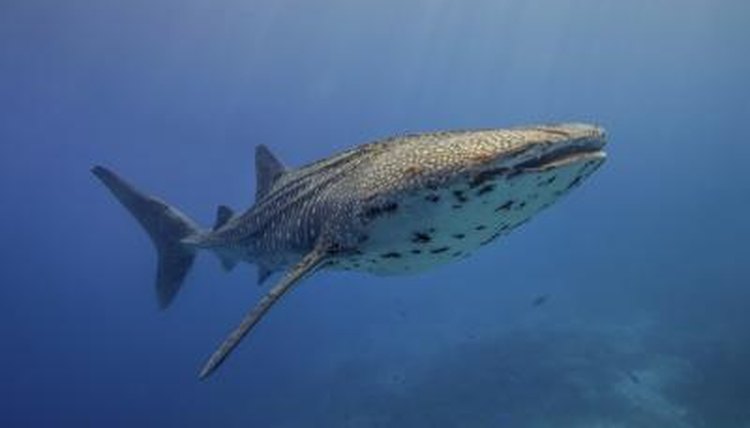Similarities Between Whales & Sharks | Sciencing