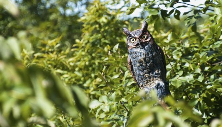 How Does a Fake Owl Work to Scare Birds Away? Sciencing