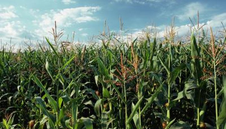 corn field