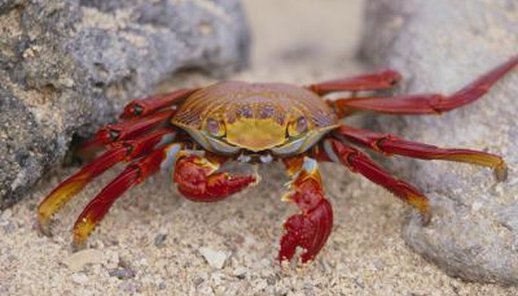 Where do crabs live?