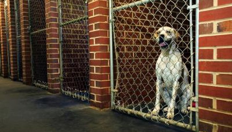 Dalmatian in dog kennel