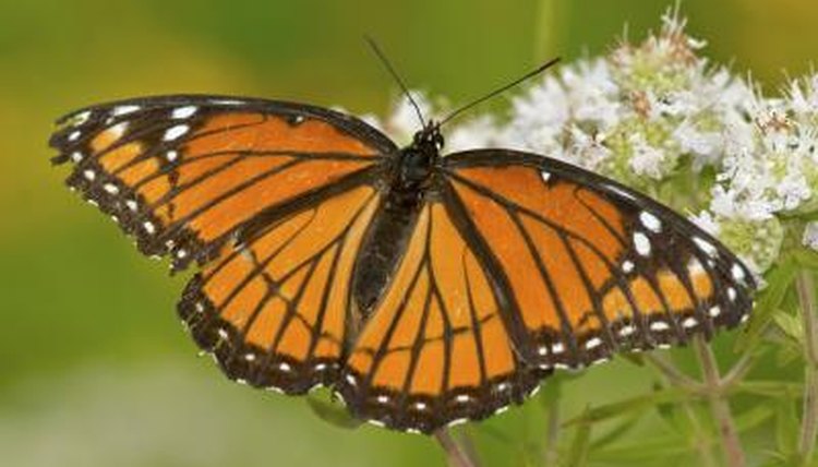 How To Tell The Difference Between A Monarch And A Viceroy