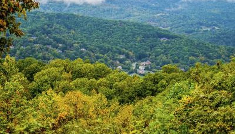 Appalachian Plateau Animals and Plants | Sciencing