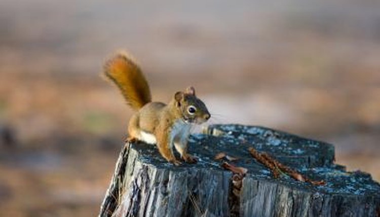 squirrel life cycles sciencing squirrel life cycles sciencing