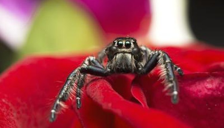 Common Spiders in South Africa | Sciencing