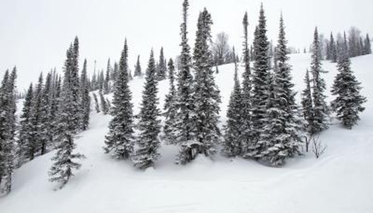 tundra-characteristics-sciencing
