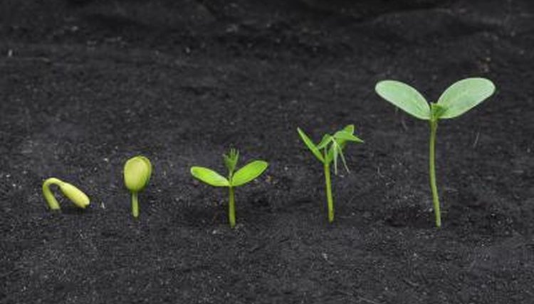 Image of bean plants growing.