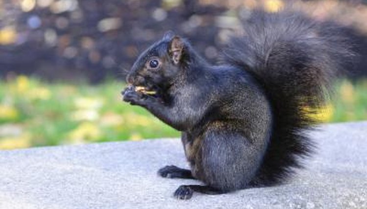squirrel life cycles sciencing squirrel life cycles sciencing