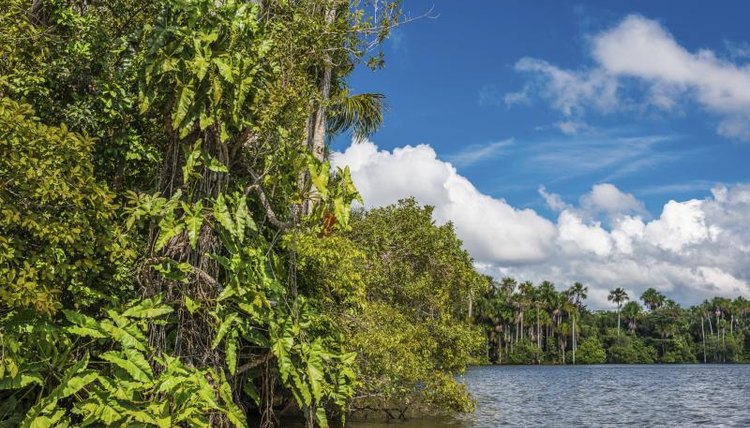 The Amazon jungle in Peru