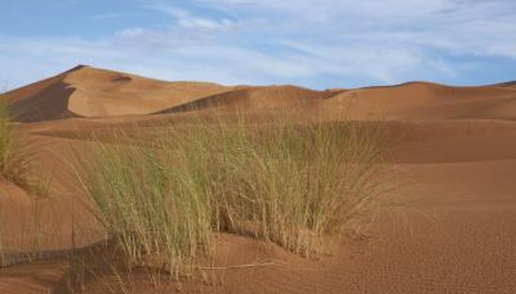 Top 10 Plants In The Sahara Desert Sciencing
