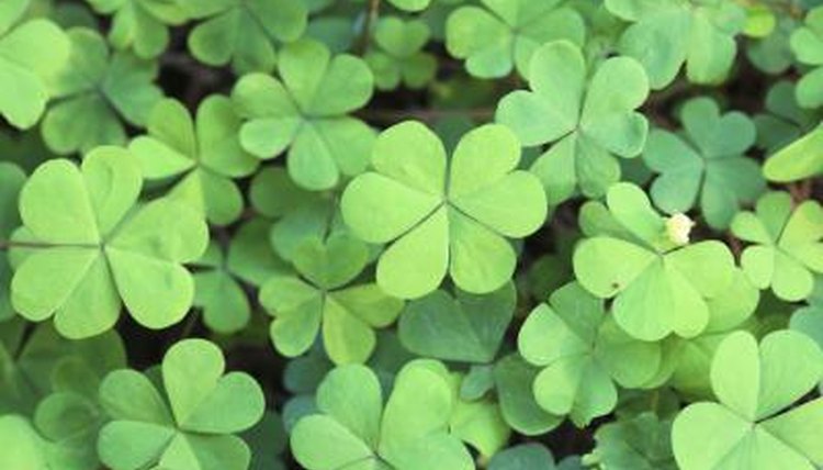 Green clover