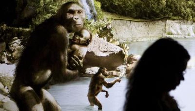 A sculptor's rendering of Australopithicus species