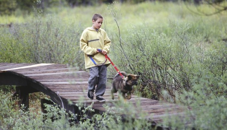 A young boy walking a dog.