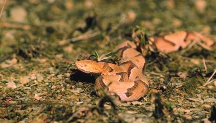 milksnake eating worm