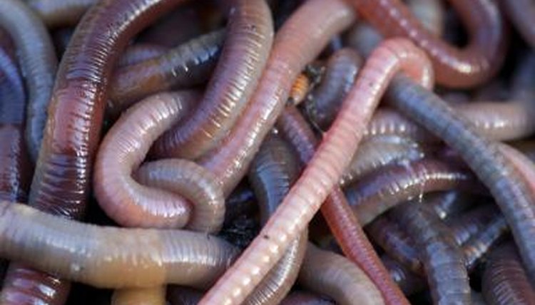 Earthworm Characteristics | Sciencing