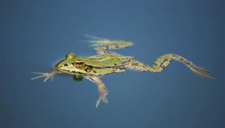 What Do Baby Toads and Frogs Eat? | Sciencing