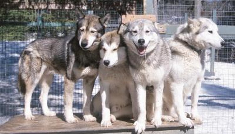 dogs at play