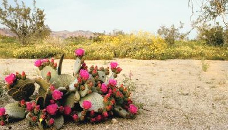 Arizona