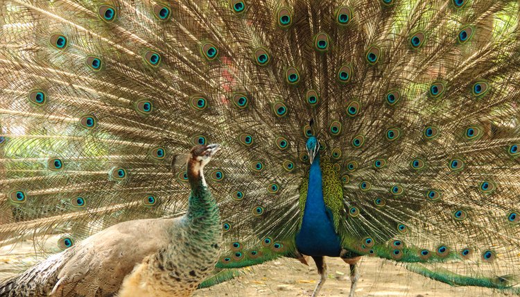 Visual Differences Between Male & Female Peacocks | Animals - mom.me