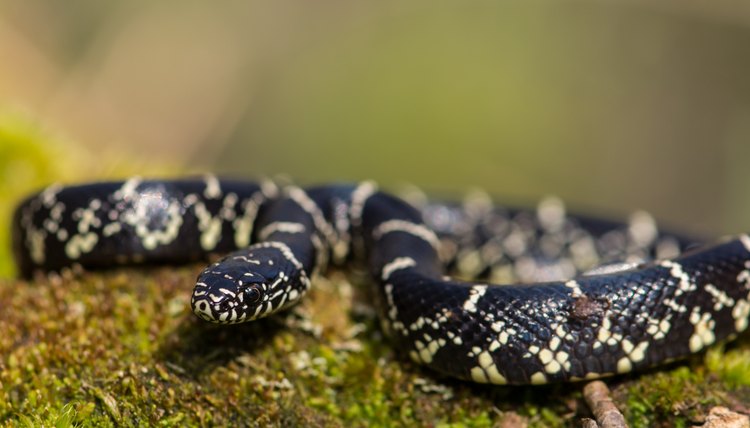 Snakes That Look Like Rattlesnakes But Aren T